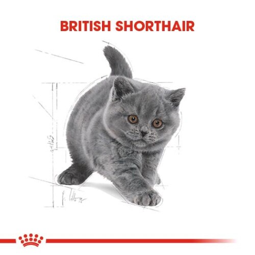 Royal Canin British Shorthair Için Özel Yavru Kedi Mamasi 2 Kg - 7