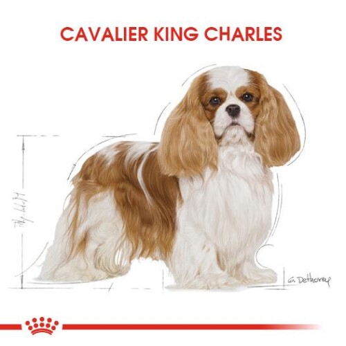 Royal Canin Cavalier King Charles Yetişkin Köpek Mamasi 1,5 Kg - 3