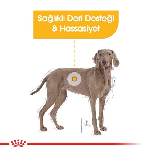 Royal Canin Ccn Maxi Derma Yetişkin Köpek Maması 12 KG - 2