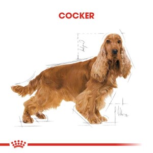 Royal Canin Cocker Adult Özel Irk Yetişkin Köpek Mamasi 3 Kg - 2