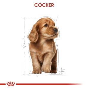 Royal Canin Cocker Puppy Yavru Köpek Maması 3 Kg - 2