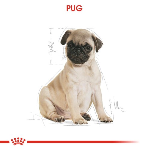 Royal Canin Pug Puppy Yavru Köpek Maması 1,5 Kg - 2