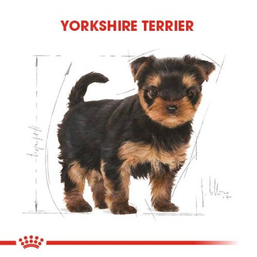 Royal Canin Yorkshire Terrier Puppy Yavru Köpek Maması 1,5 Kg - 7